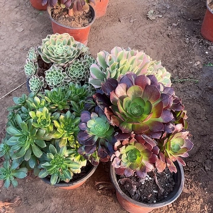 251多肉植物瑕疵特价，