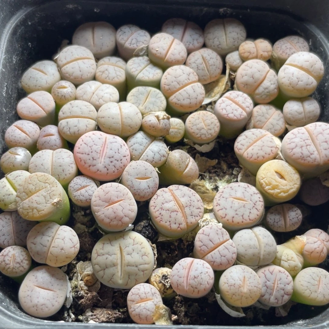 今晚大盆福利更新～11