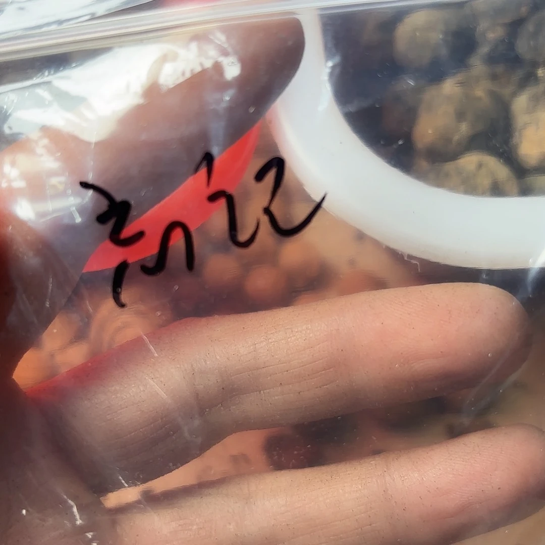 桃核吊坠忘*吧秦岭龙文桃宵10颗