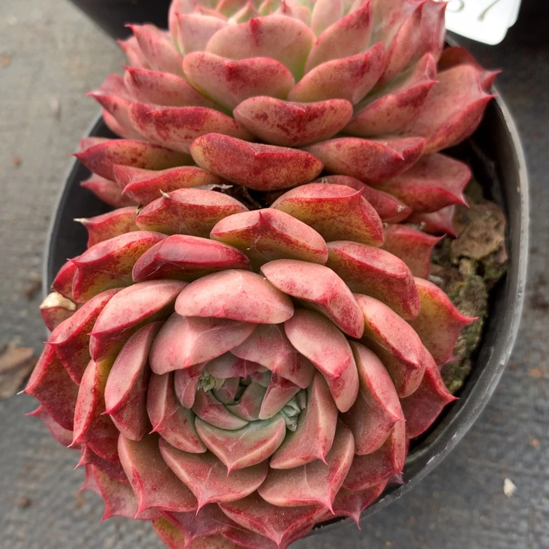 7867新年快乐发发发