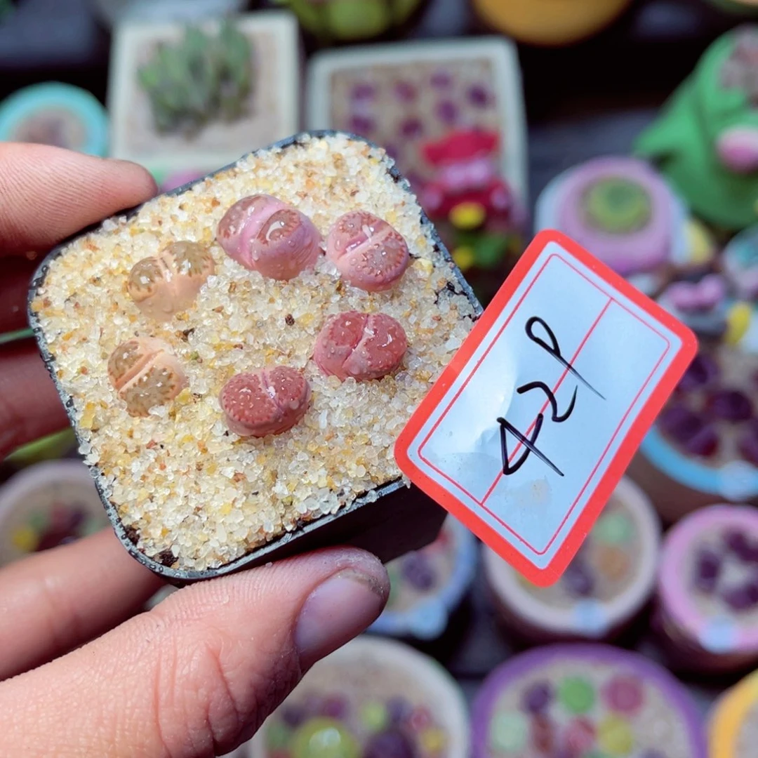 429生石花带盆发