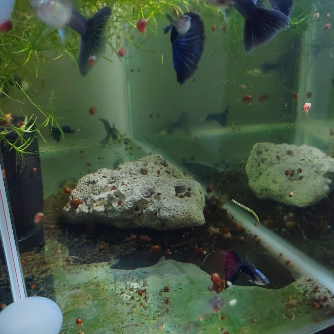 孔雀鱼德系蓝礼服