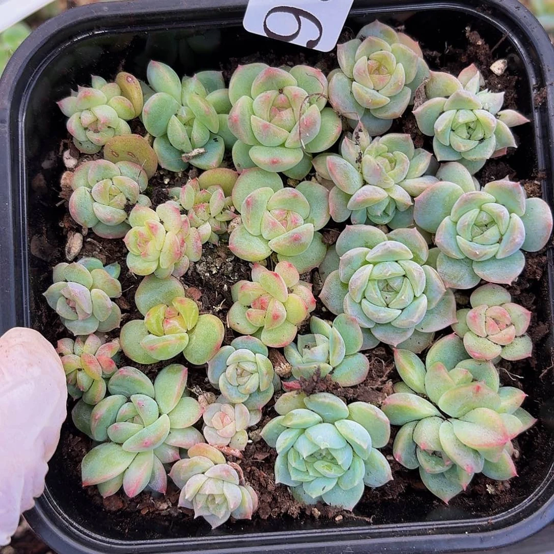 多肉植物多肉植物936