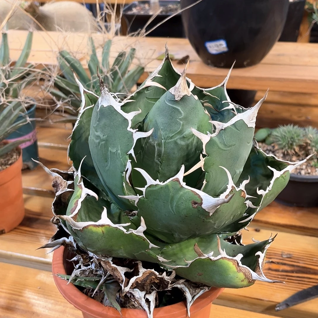 哈****潮流植物 潮流植物