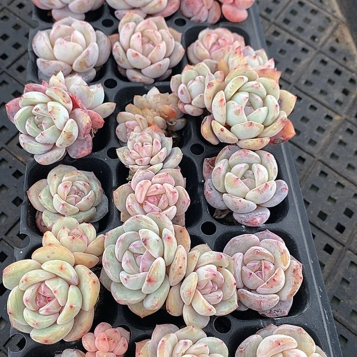 9 多肉植物盆栽花卉植物
