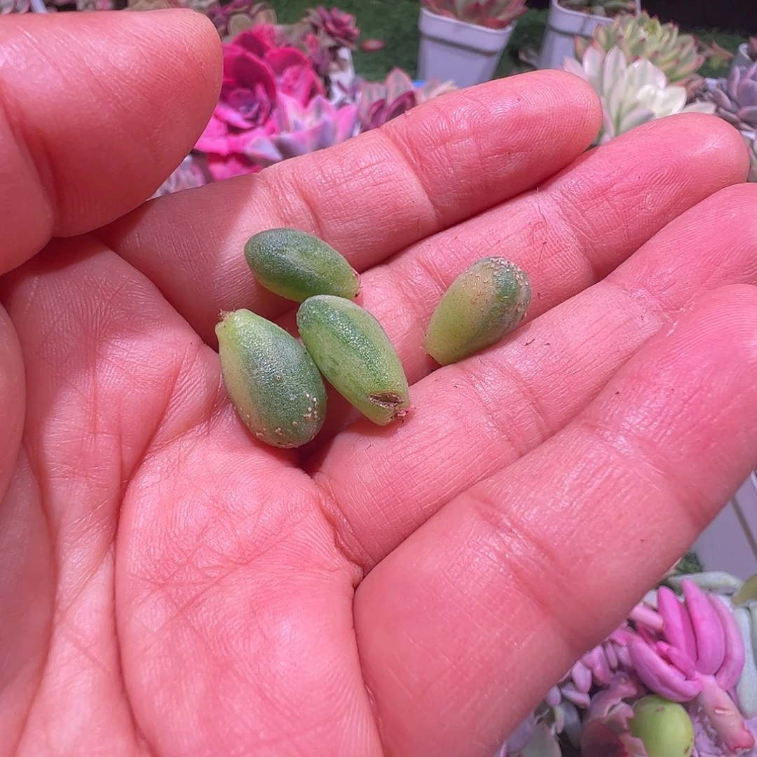 一***坏多肉植物多肉植物