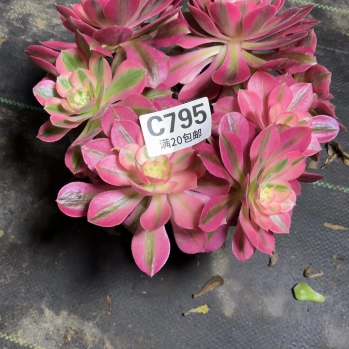 Y***?瑞妈一物一拍795。不包售后多肉