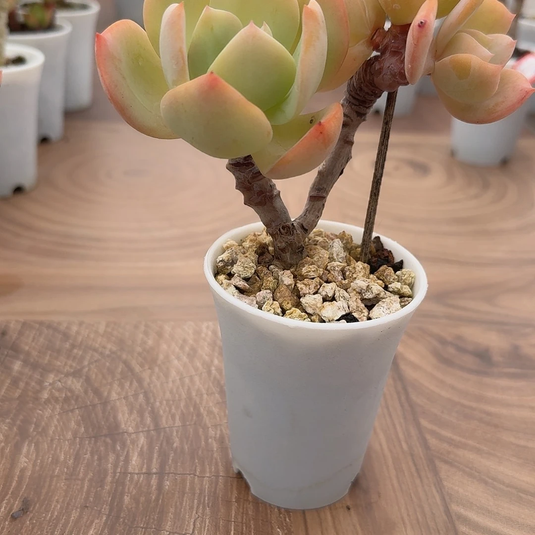 古***曰白凤多肉植物一颗