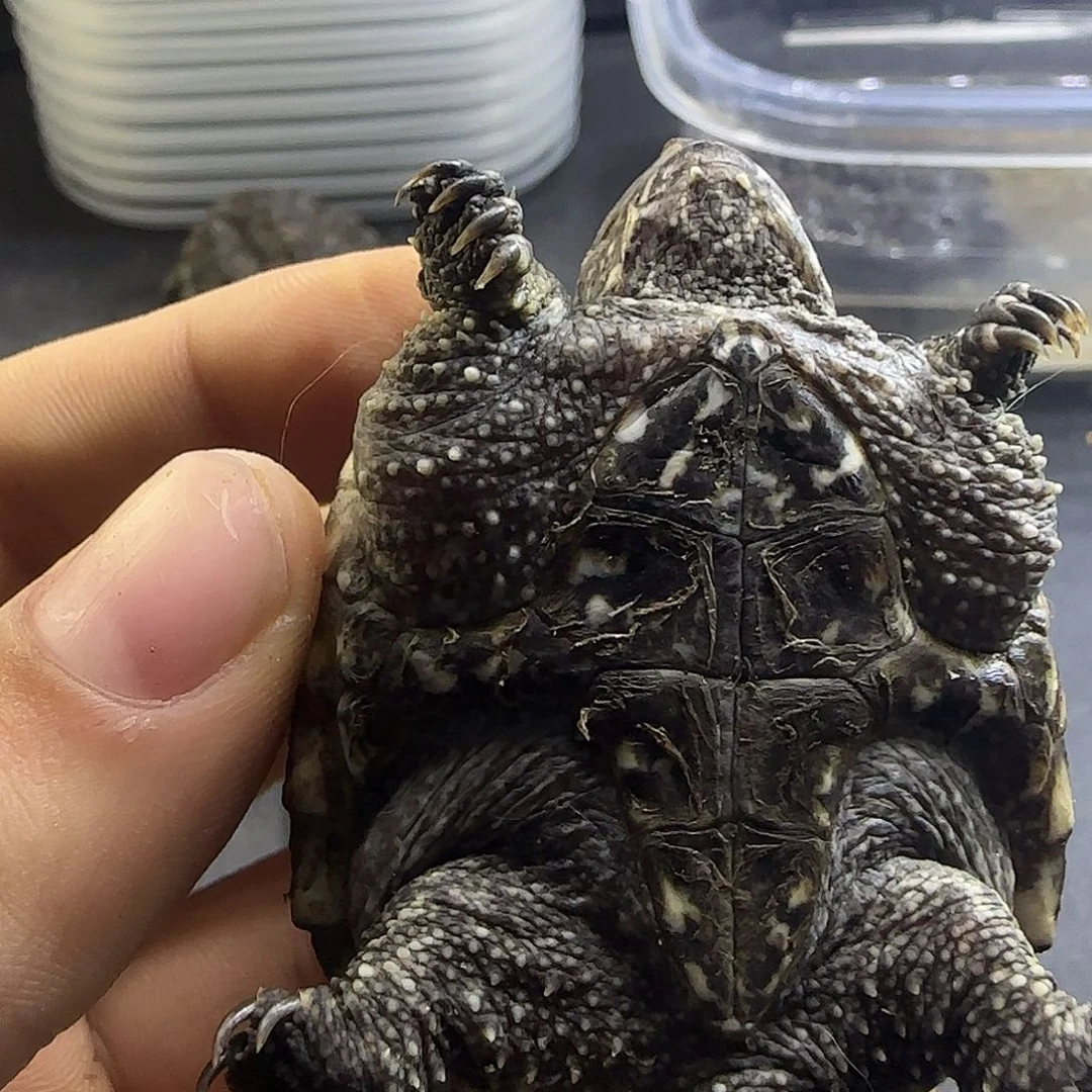 打***郎绿毛龟母21111111111