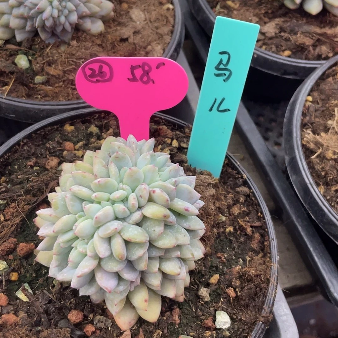 马***2多肉星影缀化。