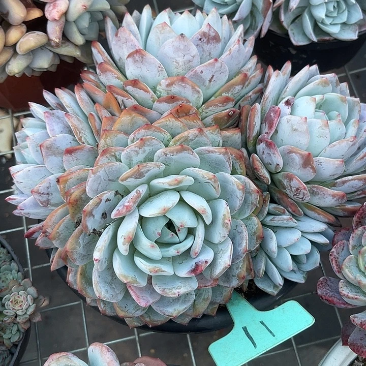 两单包邮，一物一拍，橙子11