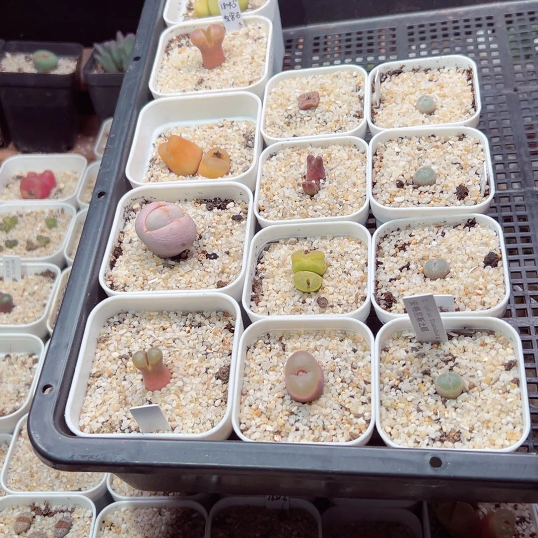 ⑅*⑅119-150.多肉多肉不要赠品