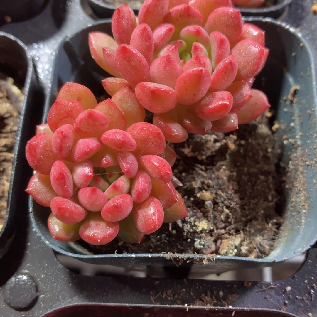 红宝石多肉9.9包邮发货