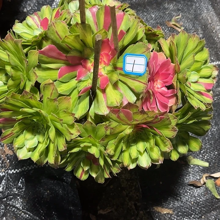 1知否手捧法师多肉植物