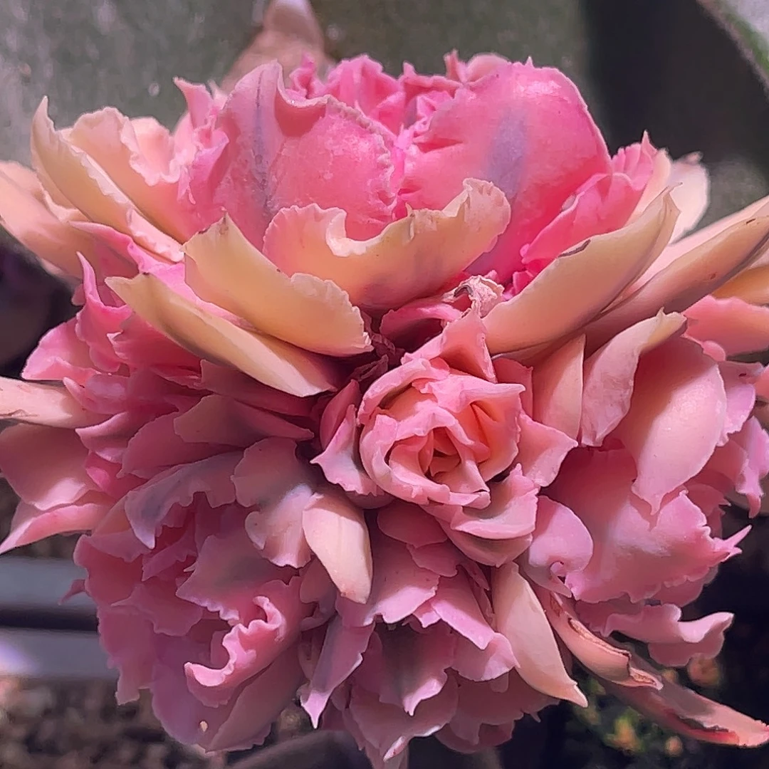 尚品园艺福利锦晚霞之舞锦