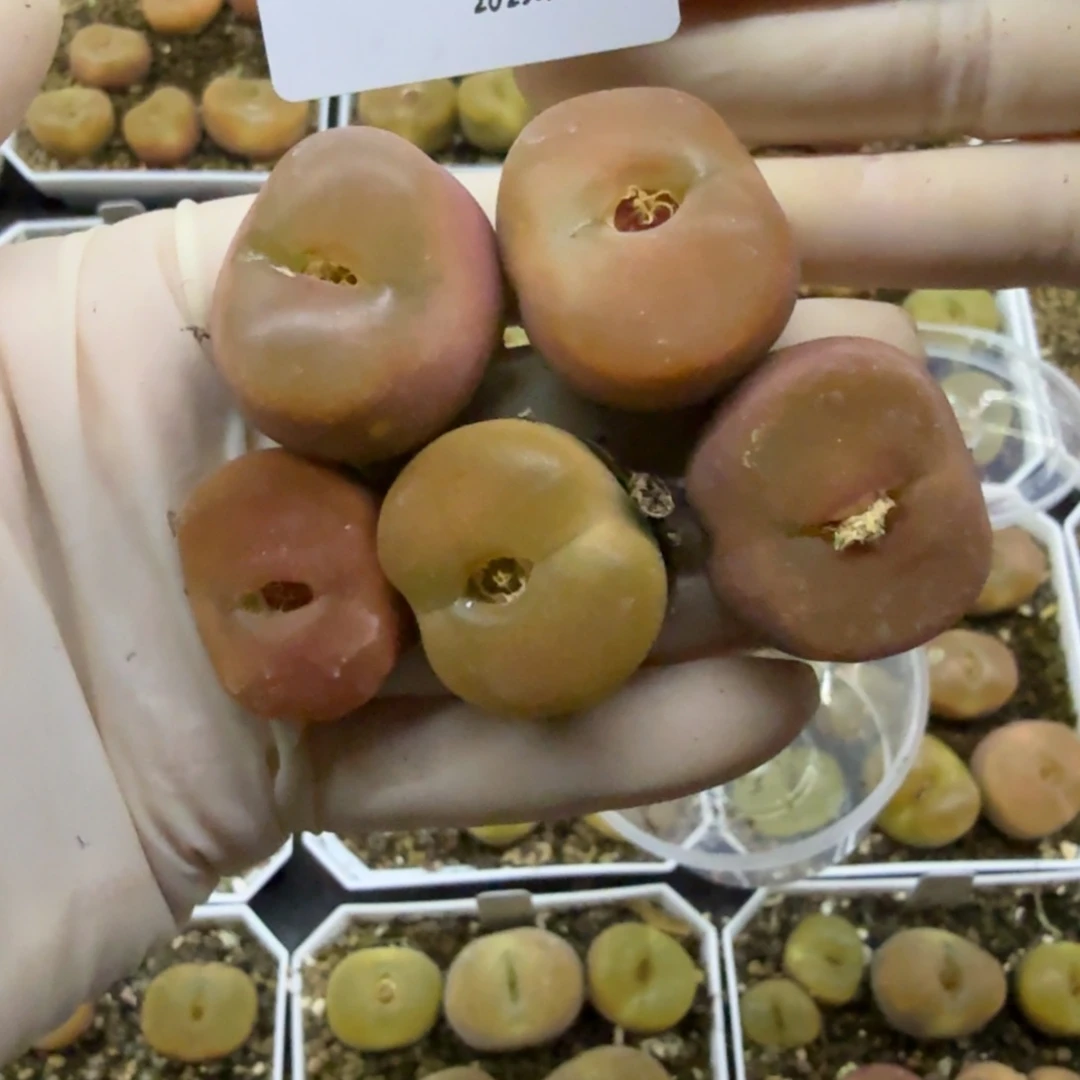 丁***加多肉多肉多肉11-174