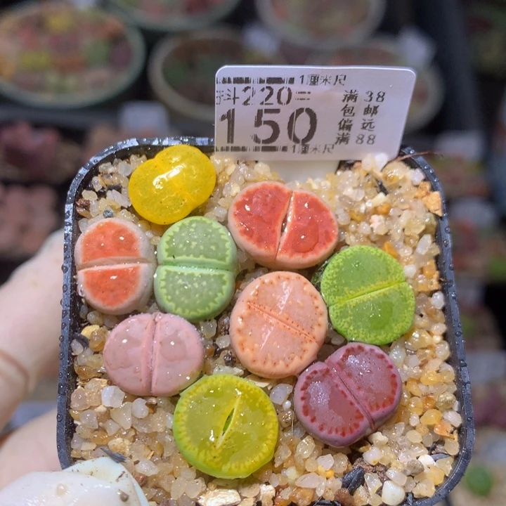 精品生石花220.150