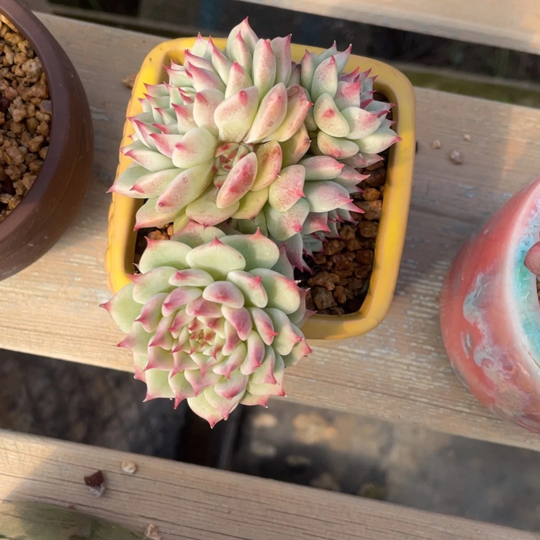 红爪群生带盆发货