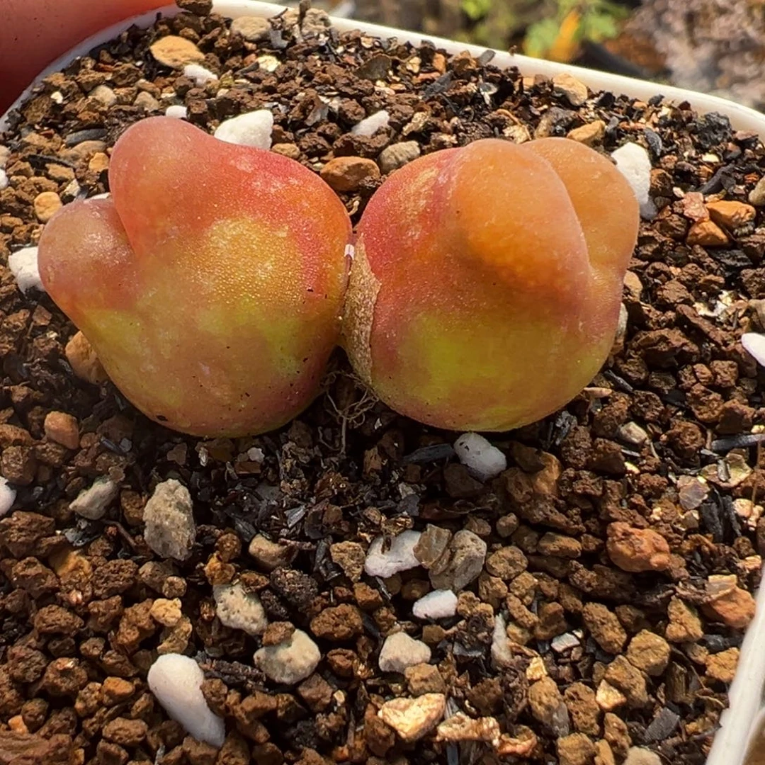 852多肉植物种类多样