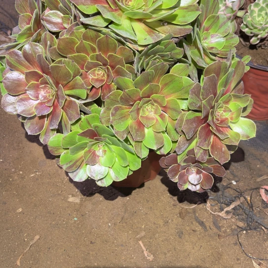 花月夜多肉法师472号