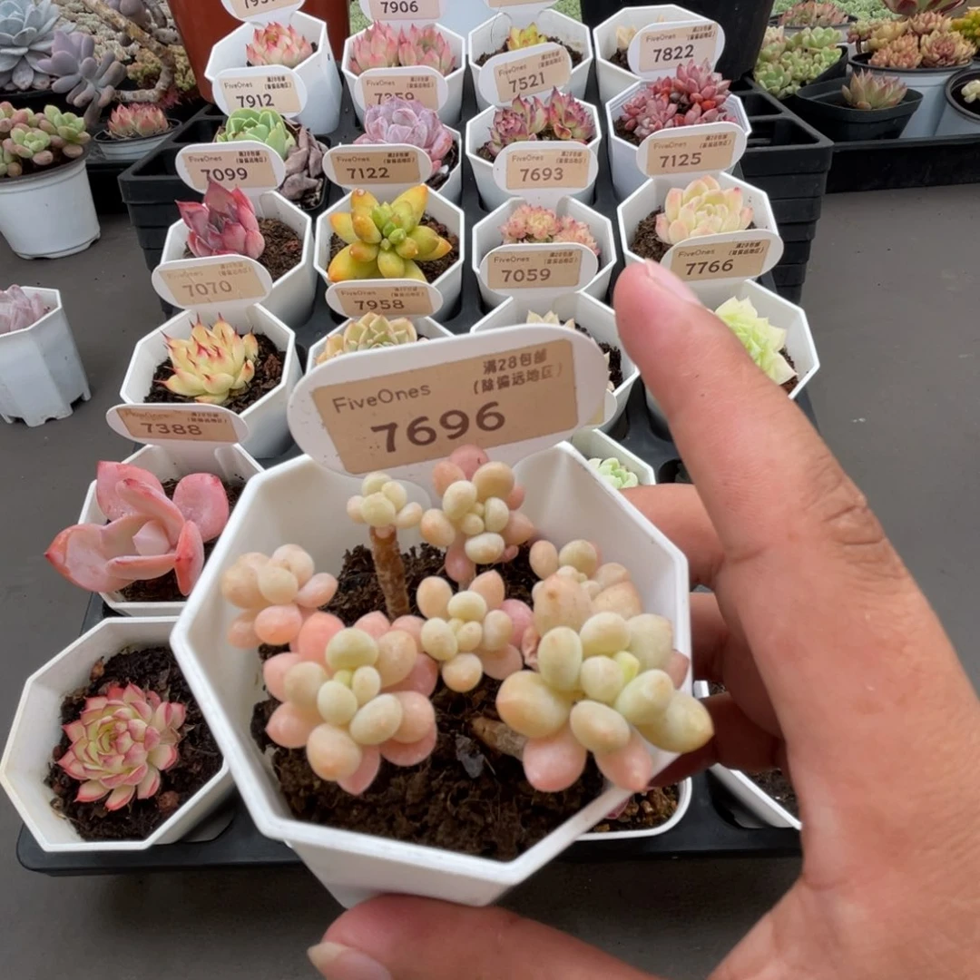 7696鱼子酱5.0厘米