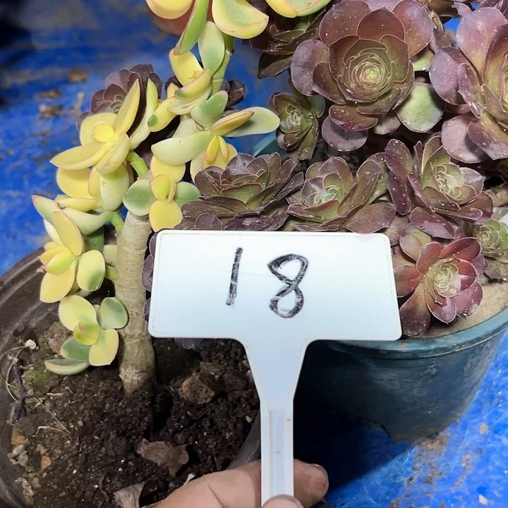 多肉植物组合2个