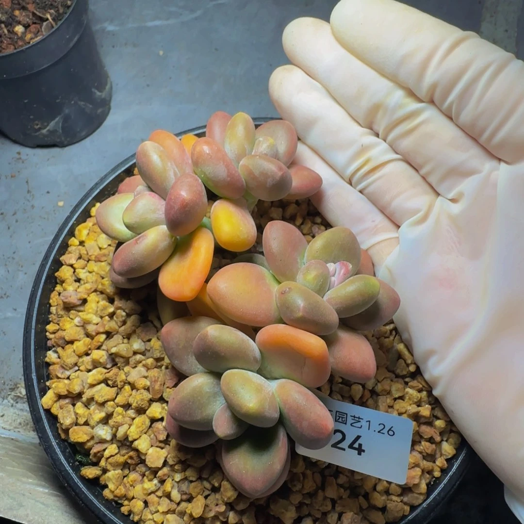 A***钱p p p p p p p pp 24