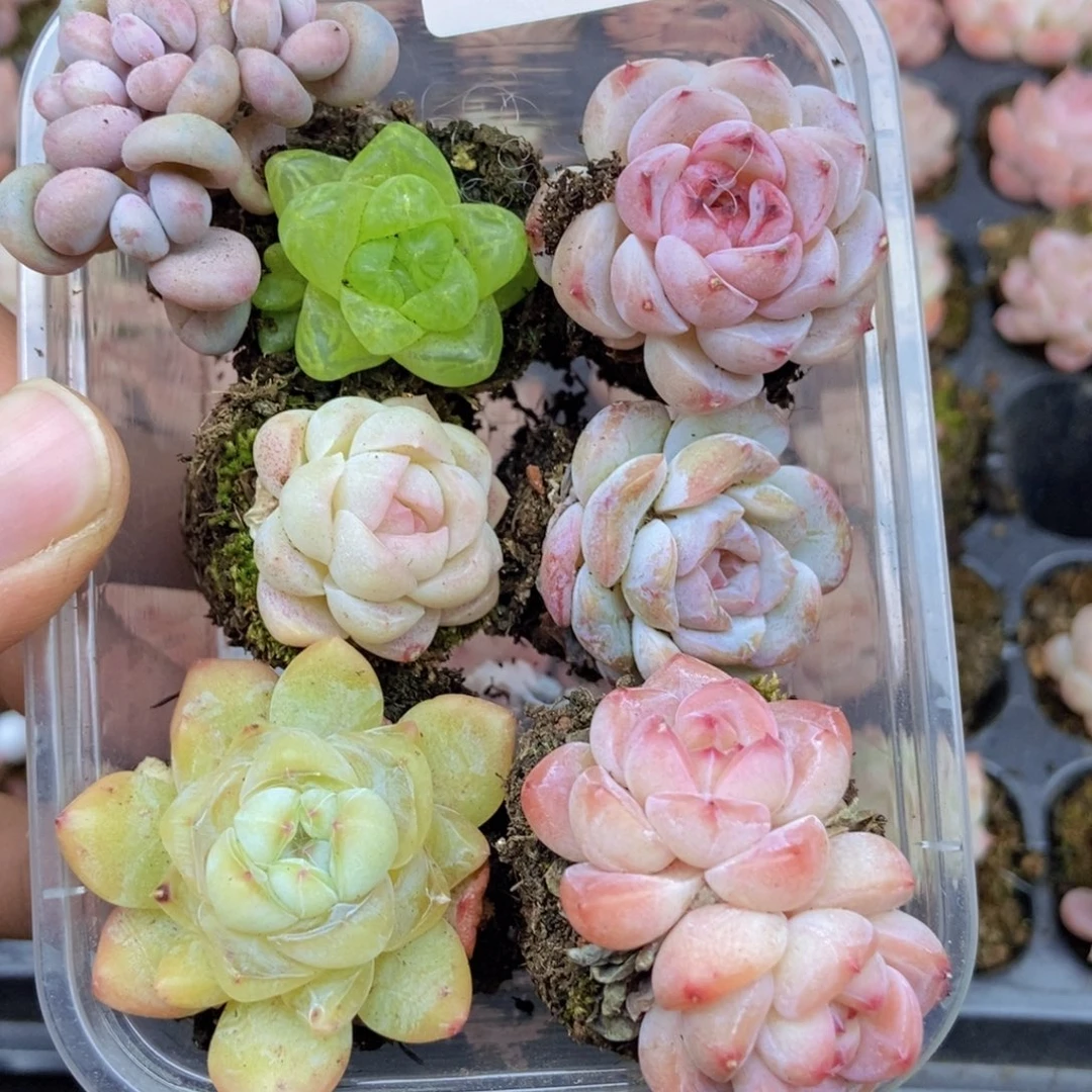 春泥家框拍链接G33