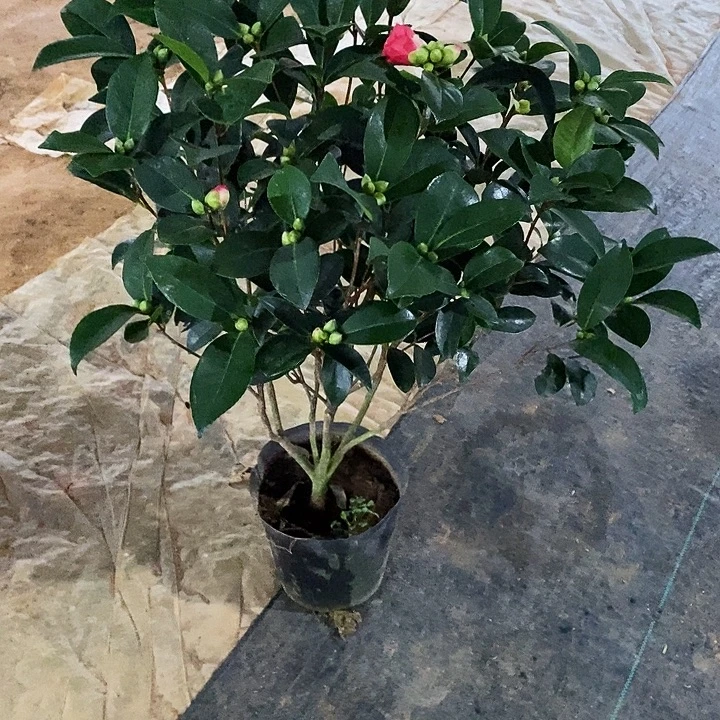 无花朵复色夏日七心。