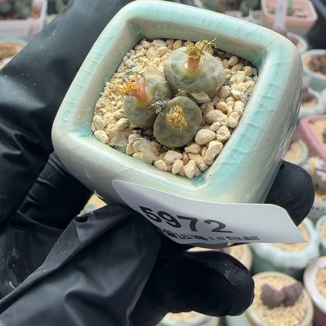 5972--一物一拍 带盆