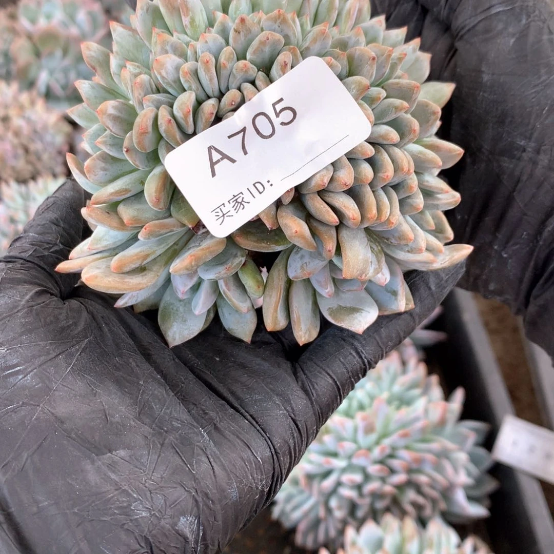 A705 售后范围：签收起7天内