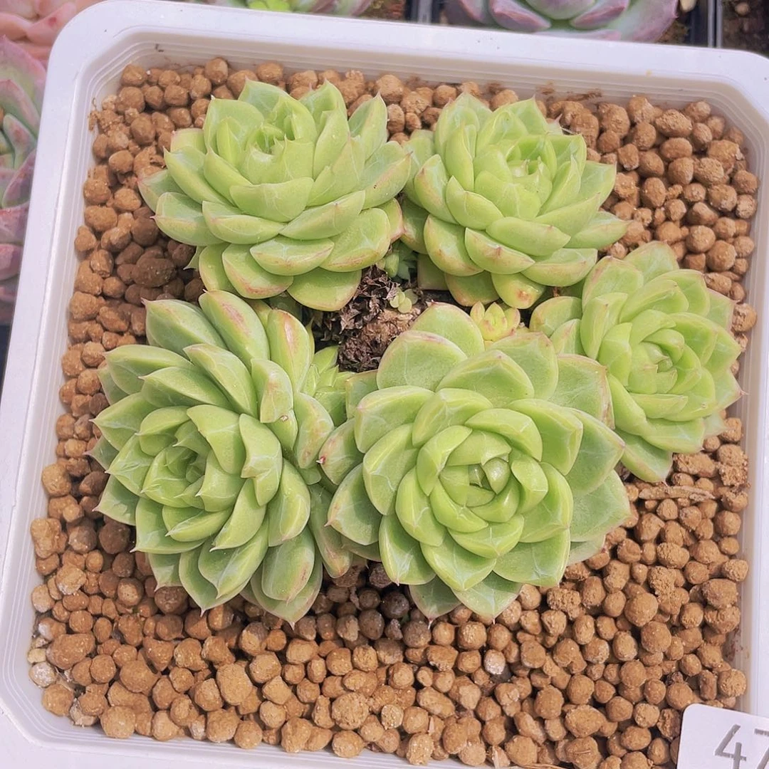 477。冰钻珍妮。