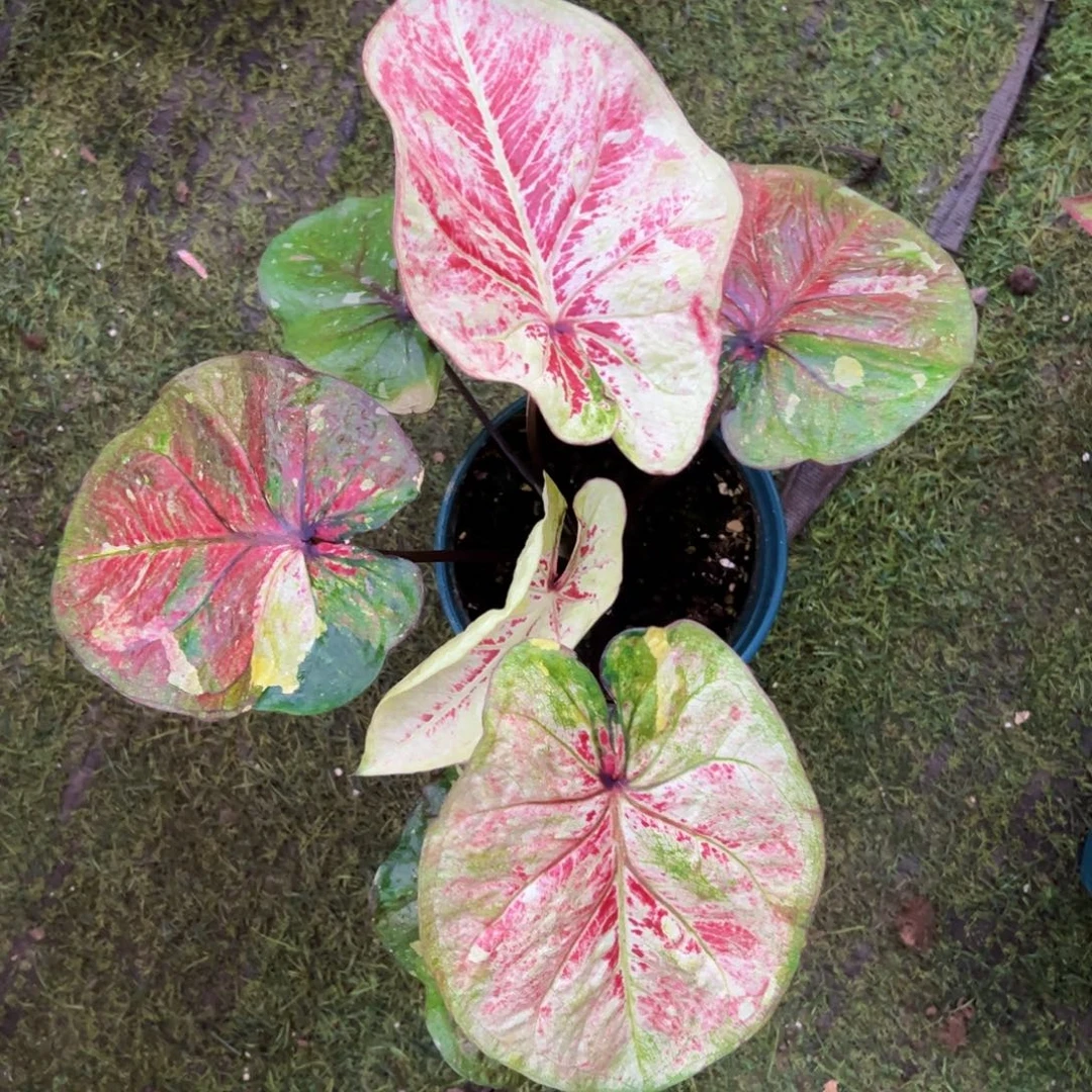 花***完无花朵大富翁大漂亮