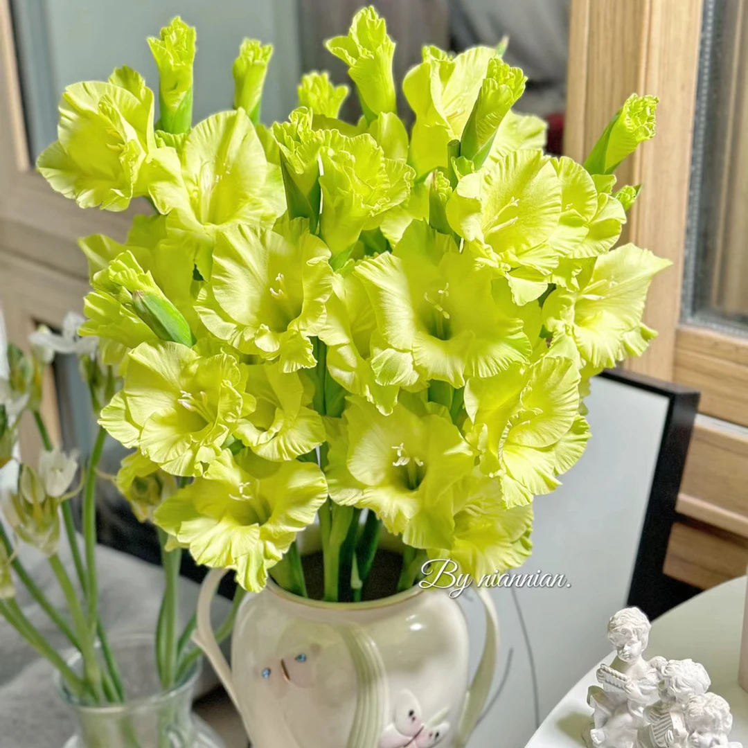 【杨鹏鲜花】绿光 剑兰 云南鲜花包邮