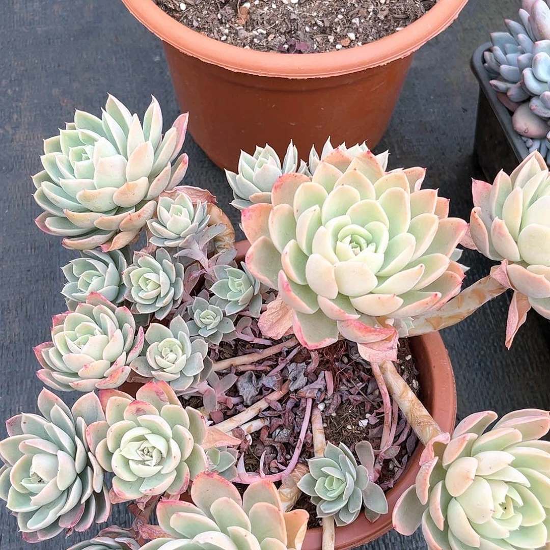 小杰丝绸面纱55555