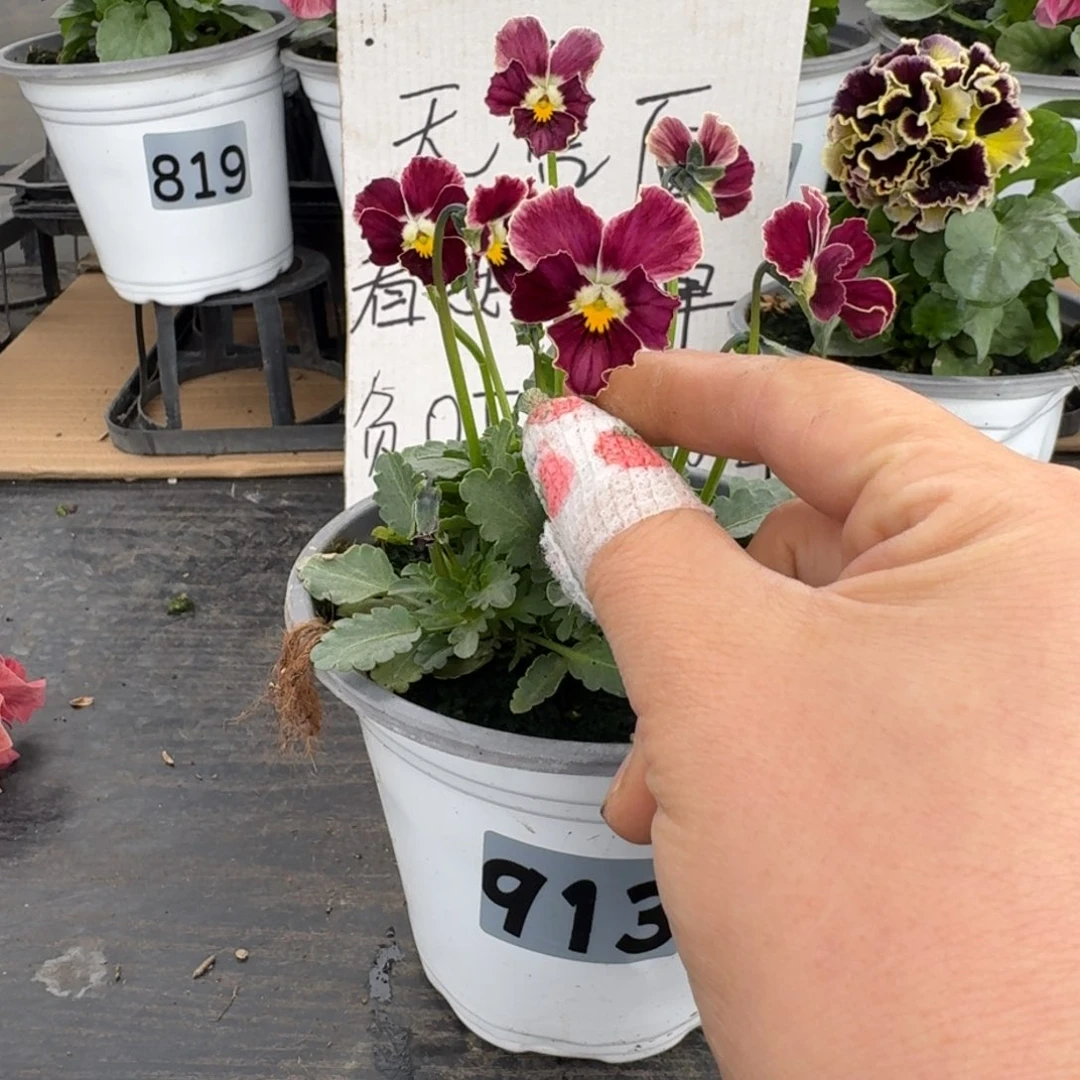 全部花朵913号心跳