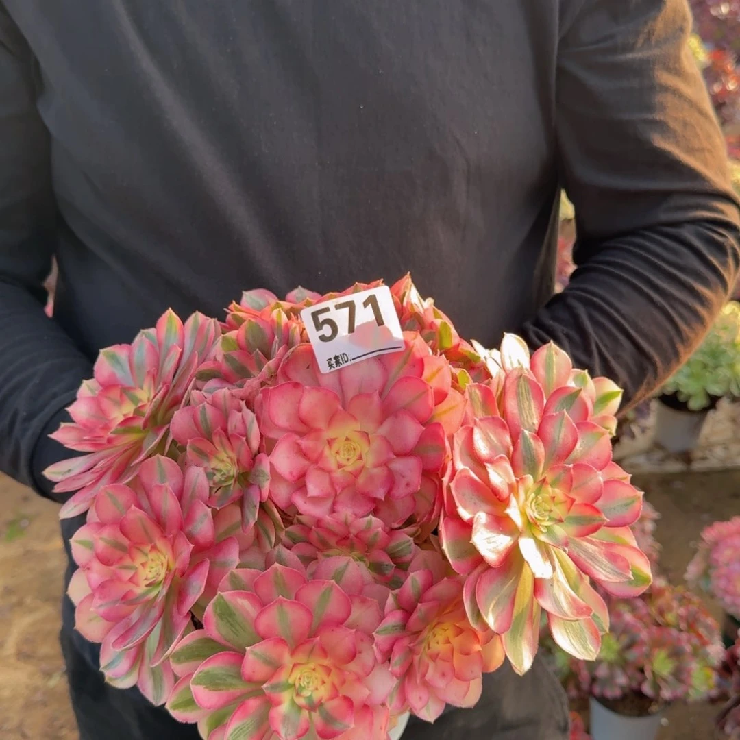 571倾城多肉植物