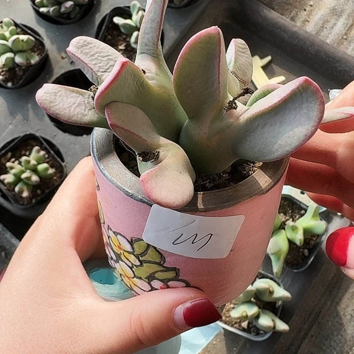 心*多肉植物满20包邮