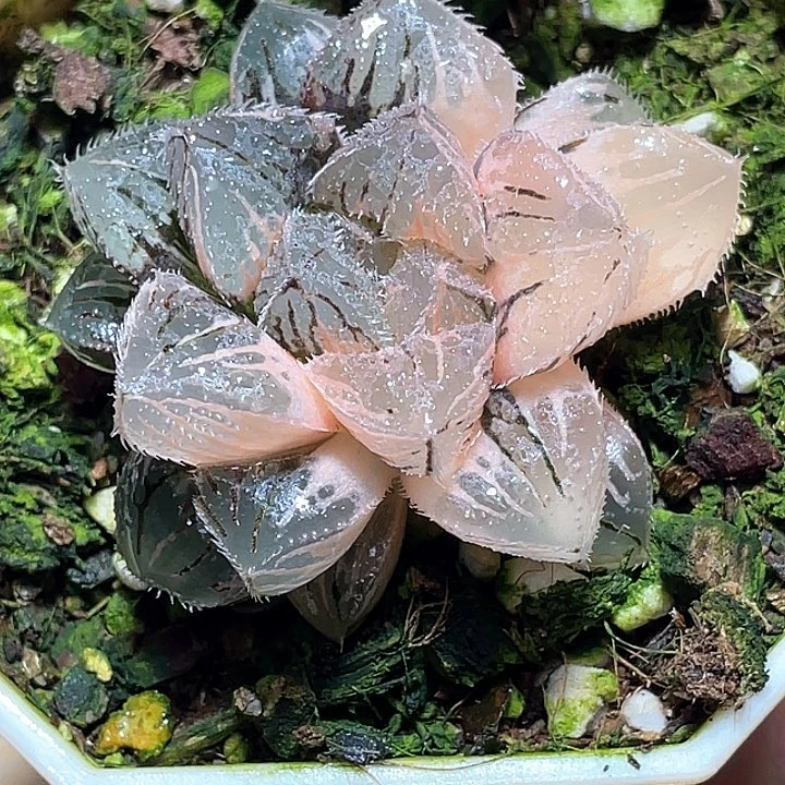 733粉黛锦一物一拍