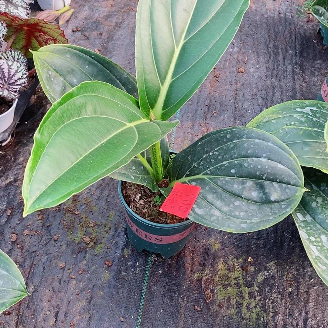 无花朵ε****木本花卉103