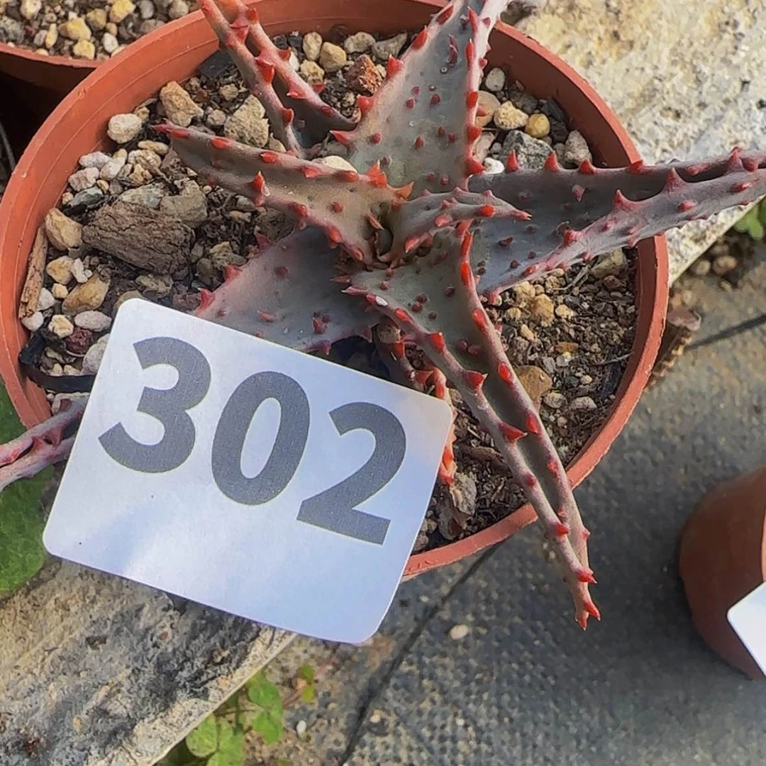 【闪购商品】叮***坨块根植物