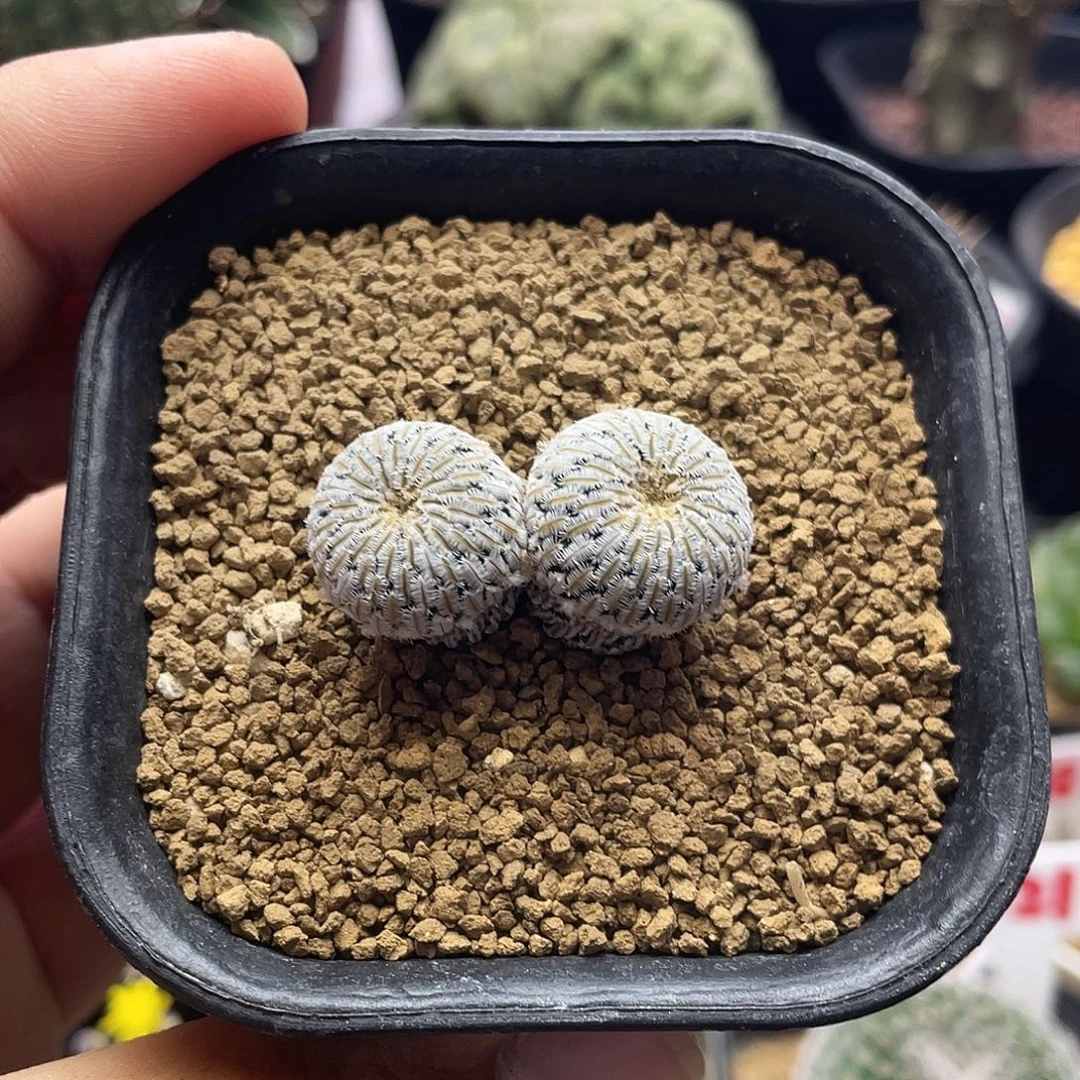 实生双头精巧殿杂仙人球