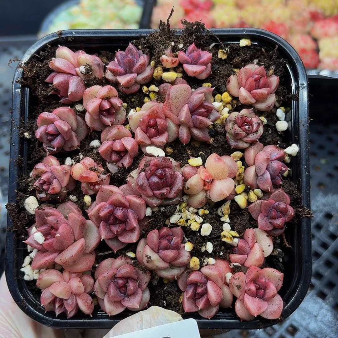 多肉植物多肉植物786