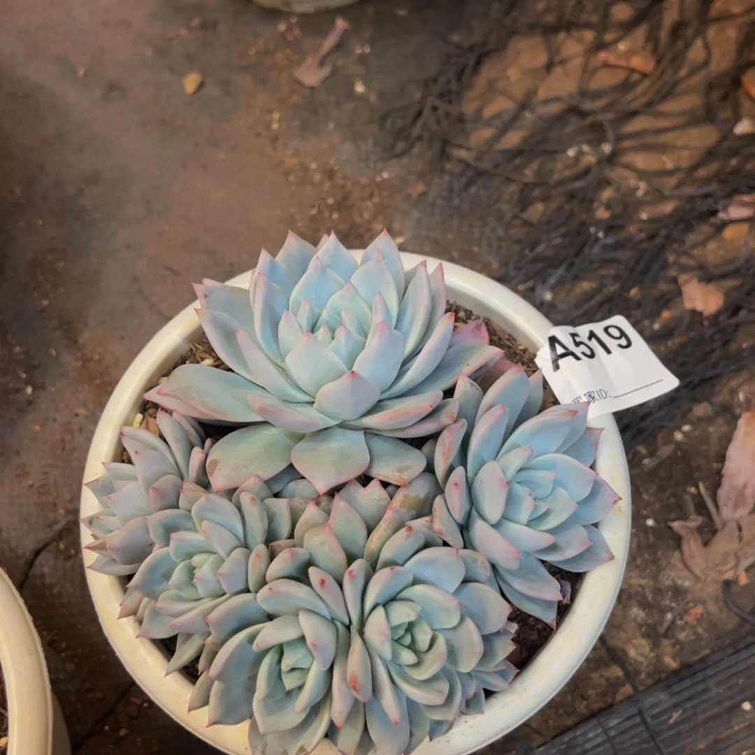 粉蓝鸟朵朵一物一拍519