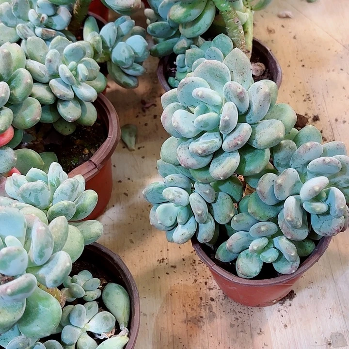 咖啡美人小号精品多肉盆栽