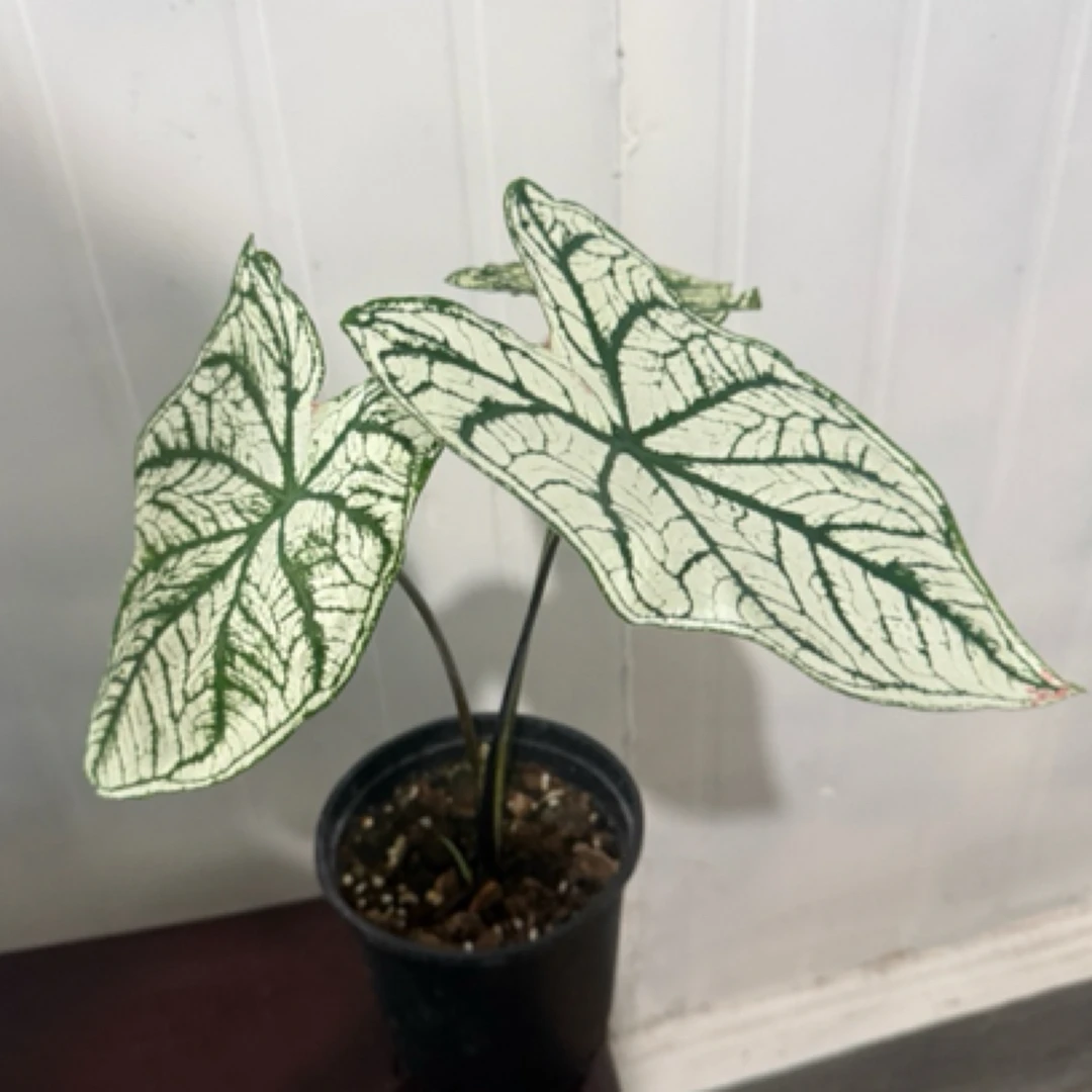 网红ins风室内盆栽彩叶芋（精品大棵型）