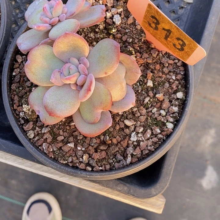 我***育313号奶茶一颗1111111