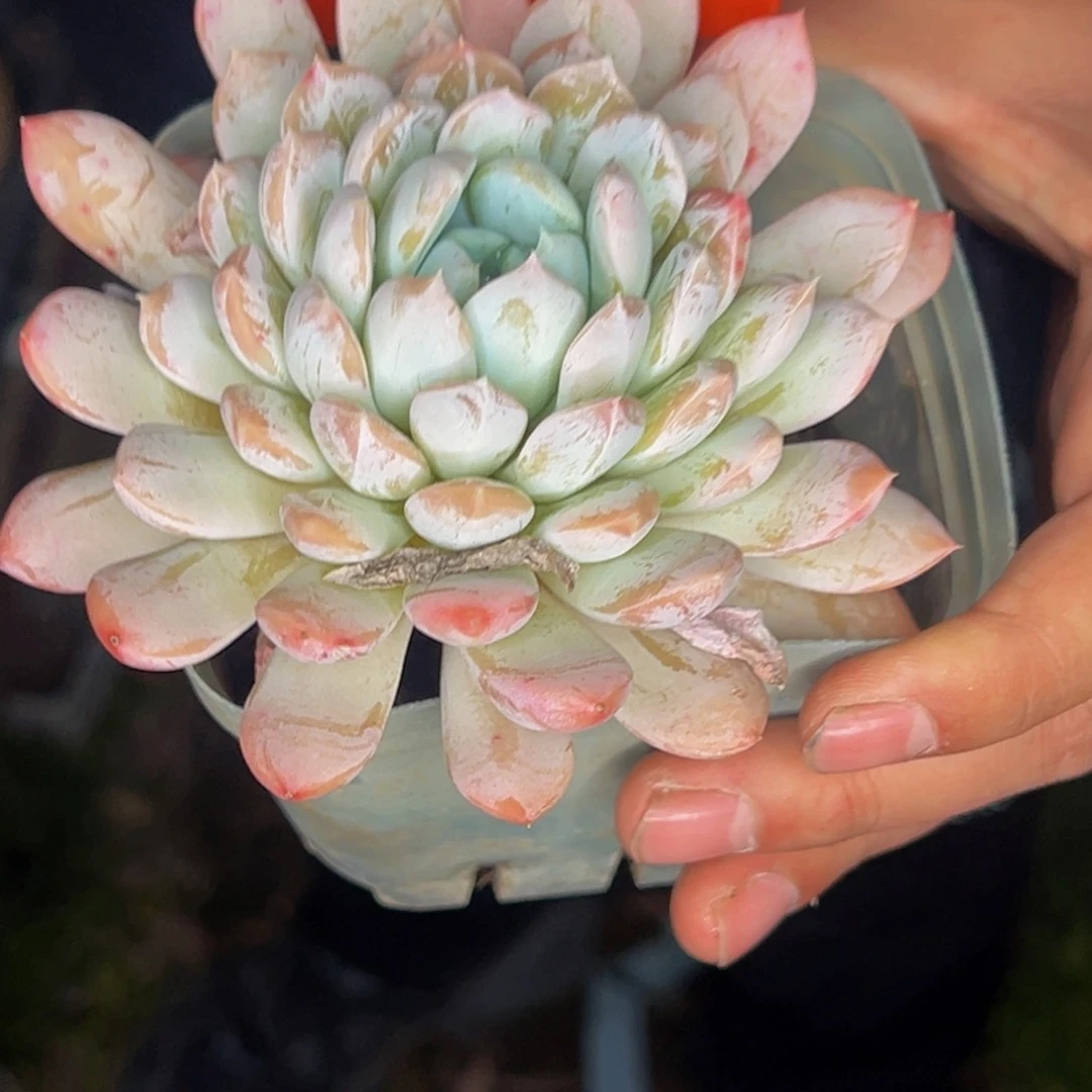 半***田2324号晚上多肉植物群生