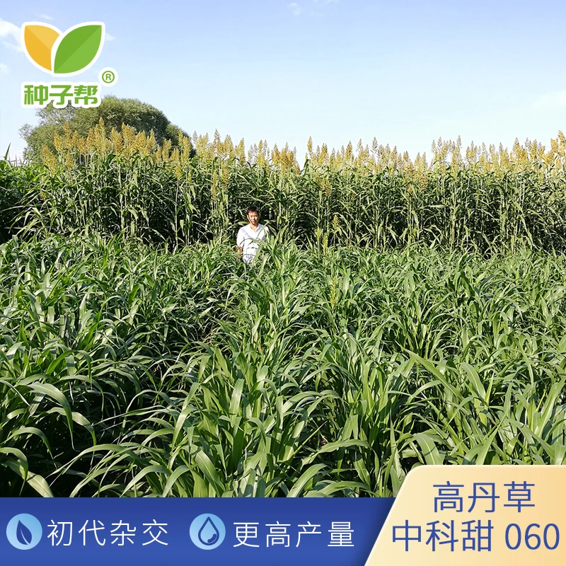 高丹草种子中科甜060初代杂交更高产量春夏播种养殖牛羊牧草草籽