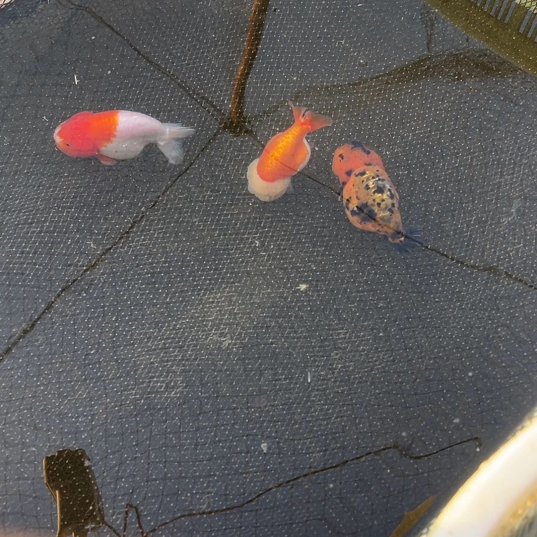 海水鱼北冥家有渔直播间